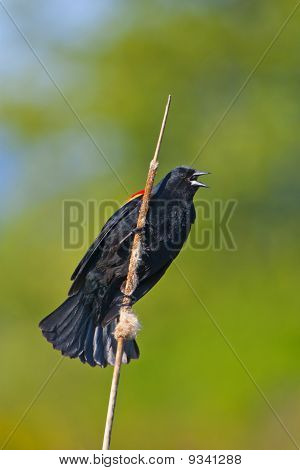 สีแดง– winged Blackbird