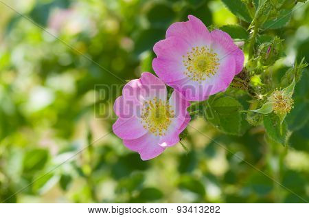 Branch of dog-rose in time of blossoming