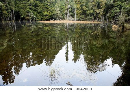 ลากูน นิวซีแลนด์