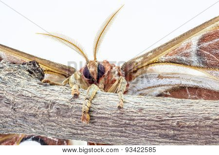 Attacus Atlas
