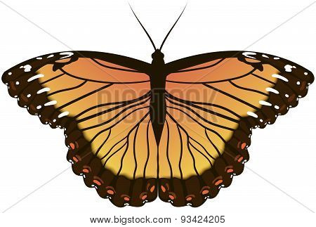 Orange Butterfly