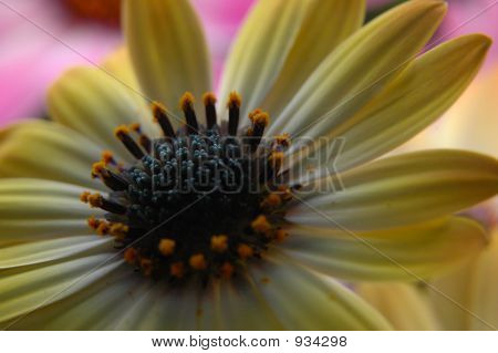 Daisy spagnolo