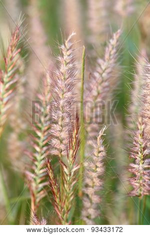 Poaceae Grass Flower.
