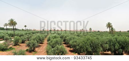 Marrakech Panorama