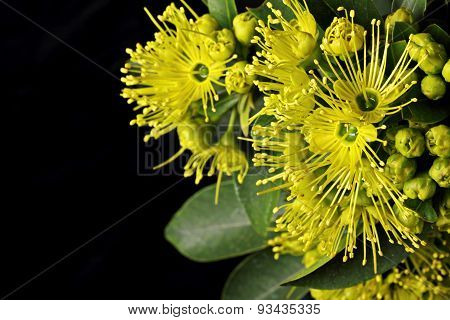 Golden Penda Yellow Flower