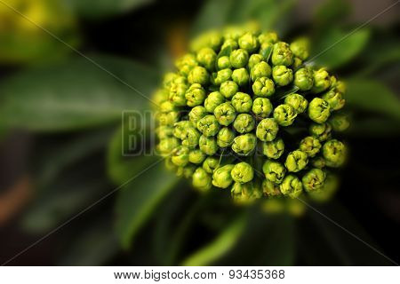 Golden Penda Yellow Flower Blur