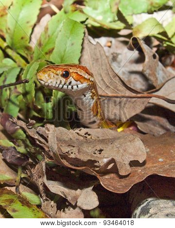 Corn Snake