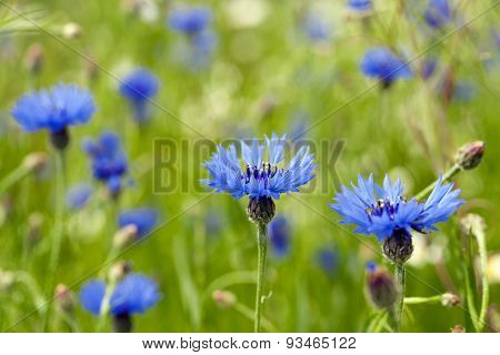 blue cornflower