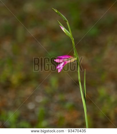 Gladiolus Orientalis