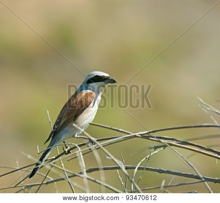 Red-backed Shrike
