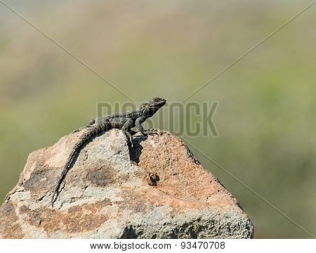 Starred Agama Lizard