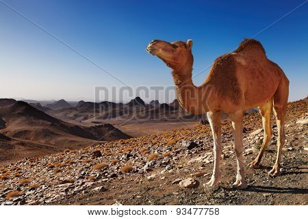 Camel in Sahara Desert, Hoggar Mountains, Algeria