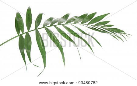Beautiful palm leaf isolated on white