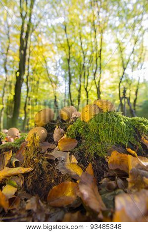 landscape forest with mushrooms leaf trees and many foliage