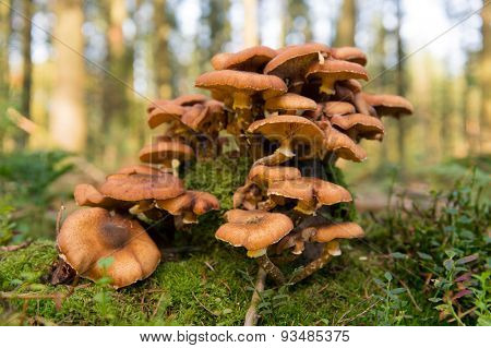 Group brown mushrooms in forest