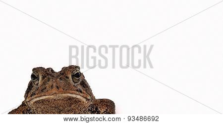 Toad Macro Isolated On White