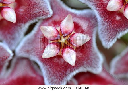 Fiore di Hoya ovalifolia