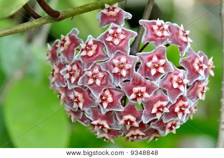 Hoya ovalifolia blomst
