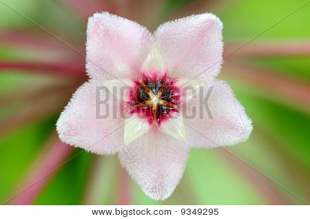 Fiore di Hoya ovalifolia