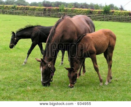 Irishstock
