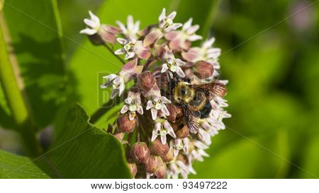 Common Milkweed. Asclepias syriaca. Bumblebee.