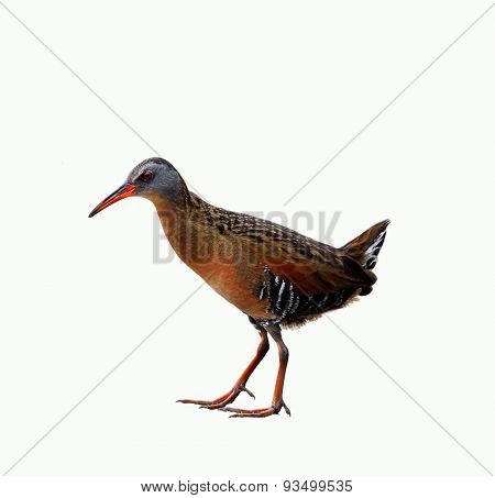 Virginia Rail Bird