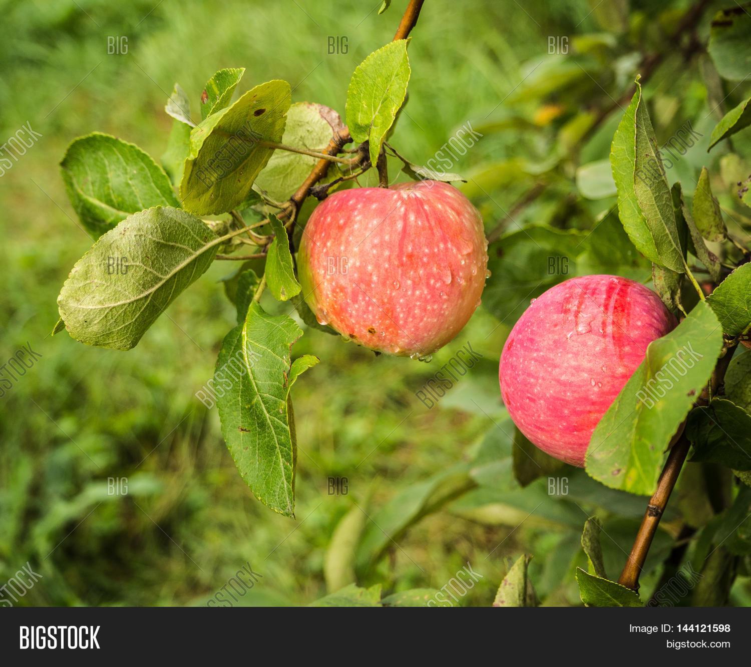 Image Preview