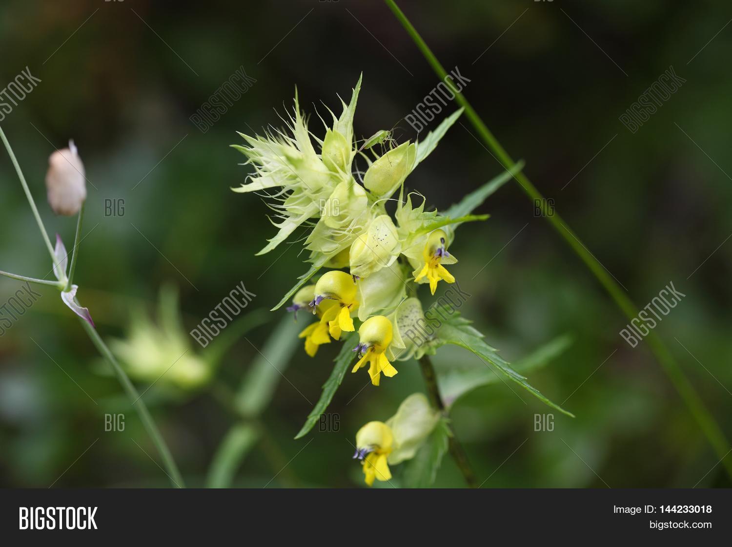 Flowers Rattle Plant Image & Photo (Free Trial) Bigstock