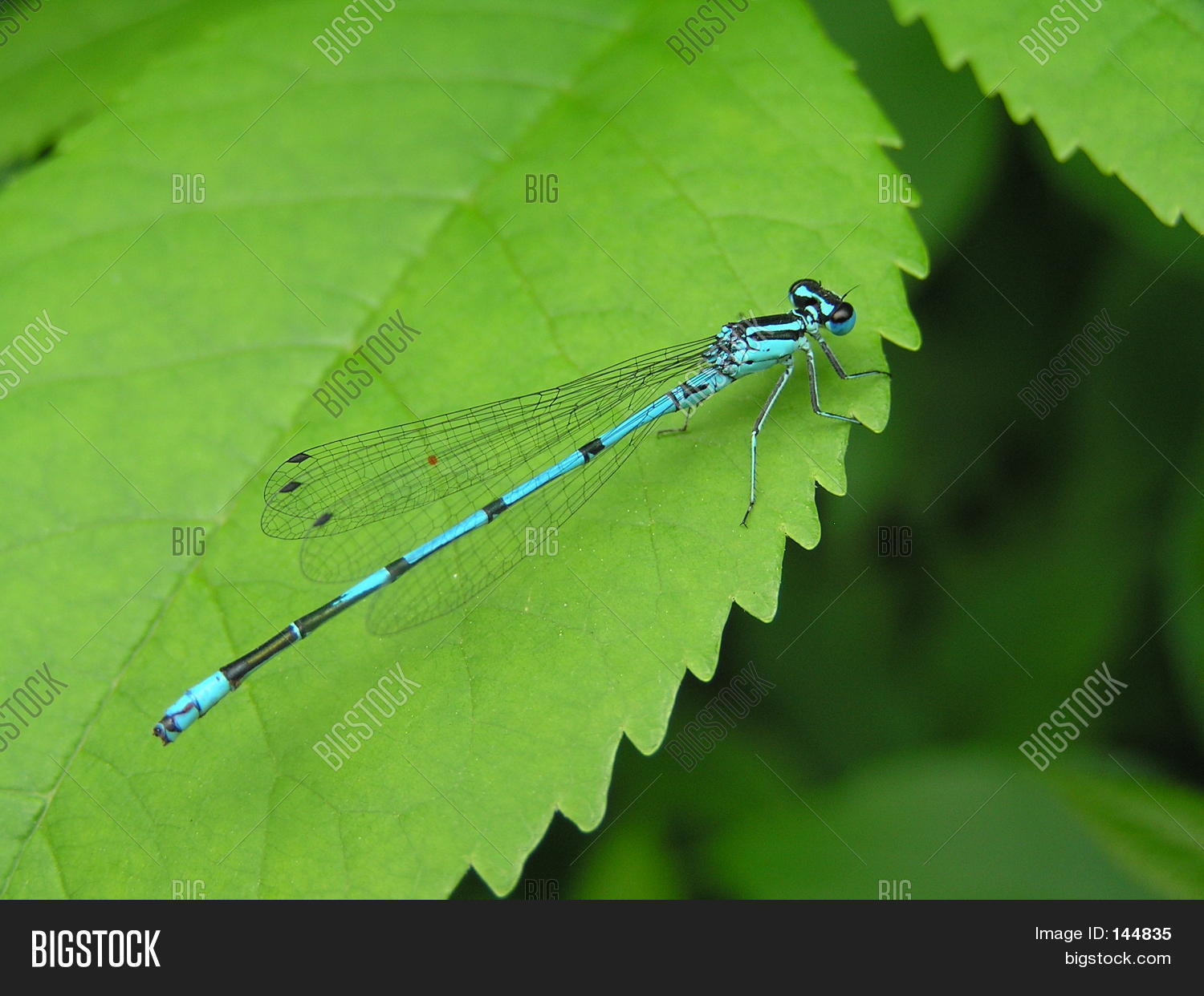 Image Preview