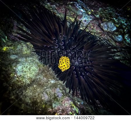Juvenile cube trunk fish belonging to the family Ostraciidae, Red Sea, coral reef near Eilat, Israel