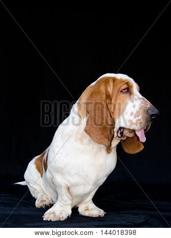 Dog breed Basset Hound in black background photo