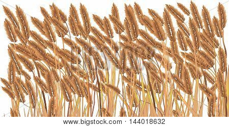 A crop field a generic crop growing with a white background