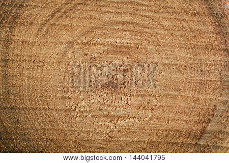 Tree trunk cross section, closeup