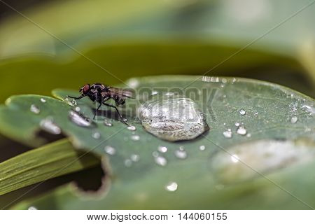 fly on a wet green leaf after the rain storm outdoor macro closeup