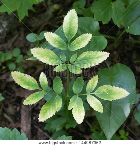 Goutweed leaves turned white in early autumn.