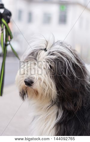 family friendly big dog with shaggy fur - Beardie