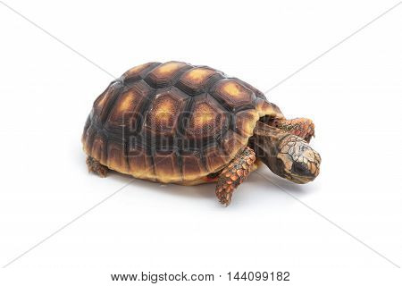 Red-footed tortoises Chelonoidis carbonaria on white background