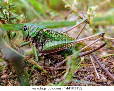 Acrididae hides in the grass. Locust active jumping insects. Large grasshopper in the summer. Bouncing strong locust.