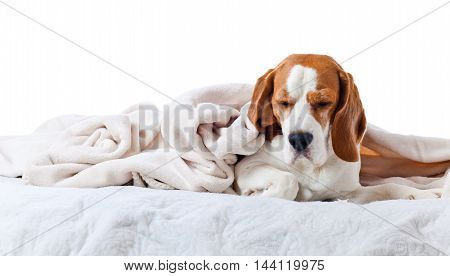 Beagle Under Blanket , Isolated On White Background