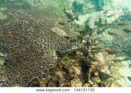 group of coral fish in the sea underwater view