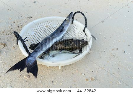 grouper;barracuda; fish; animal; dinner; fresh; background; food; white; healthy; red; sea; ocean; organic; silver; eye; seafood; fishing; vertebrate; isolated; raw; market; lanka; sri; beruwela; health; outdoor; life; head; freshness; eating;