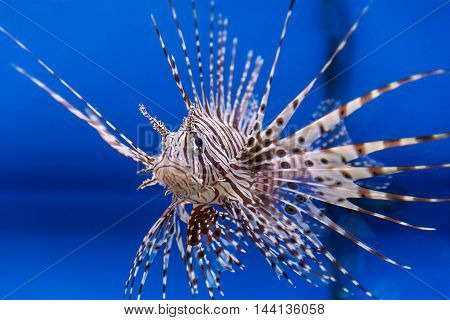One large pterois volitans fish with spikes and stripes