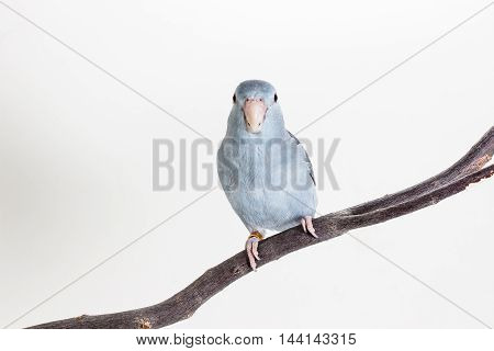 Mauve Forpus, Parakeet, Bird