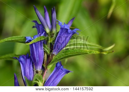 Flowers of a willow gentian (Gentiana asclepiadea).