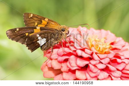 Silver-spotted Skipper butterfly feeding on a pink Zinnia in sunny summer garden