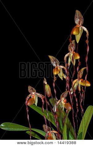 Paphiopedilum orkidé plante