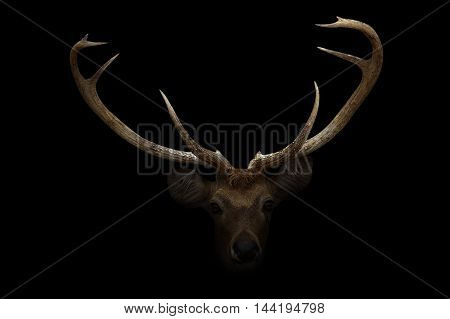 Elds Deer In The Dark