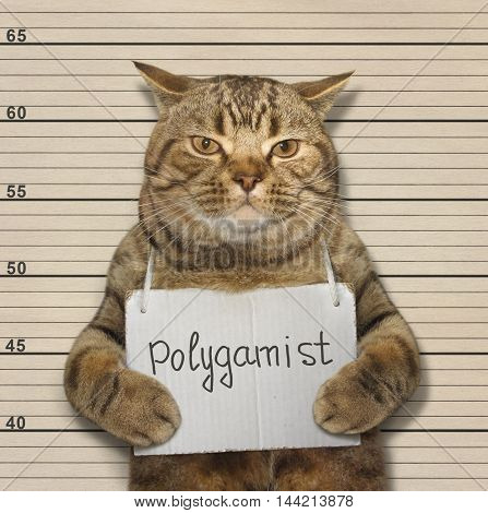 A scottish straight cat is a polygamist.