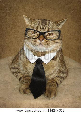 A serious handsome and big cat is sitting on a pillow. He is wearing glasses tie and collar.