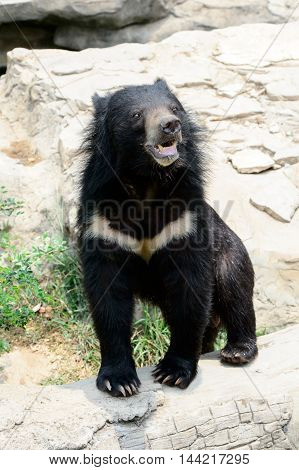 Asiatic black bear in Khon Kaen Zoo Thailand